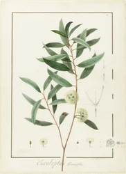 Eucalyptus Diversifolia, 1811